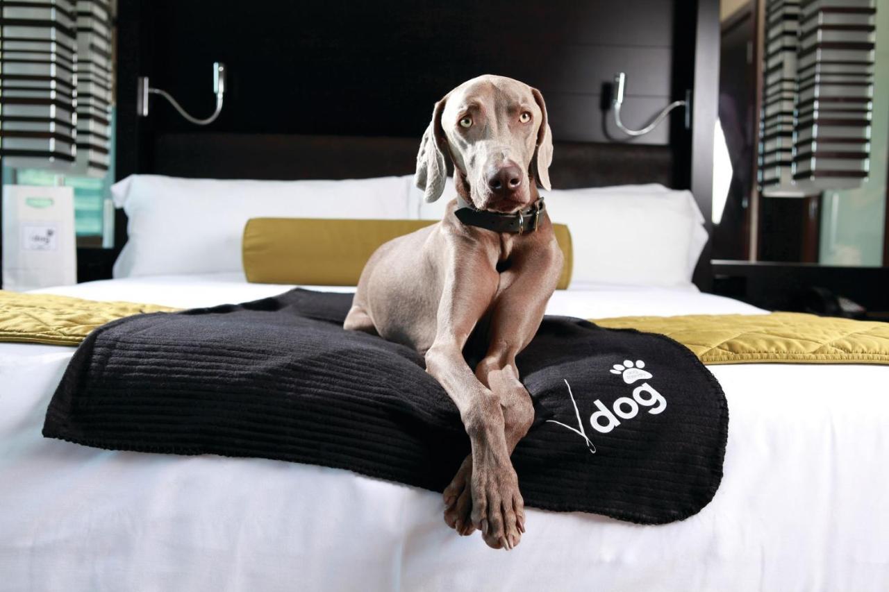 Studio V Dog,1191350761:JPEG