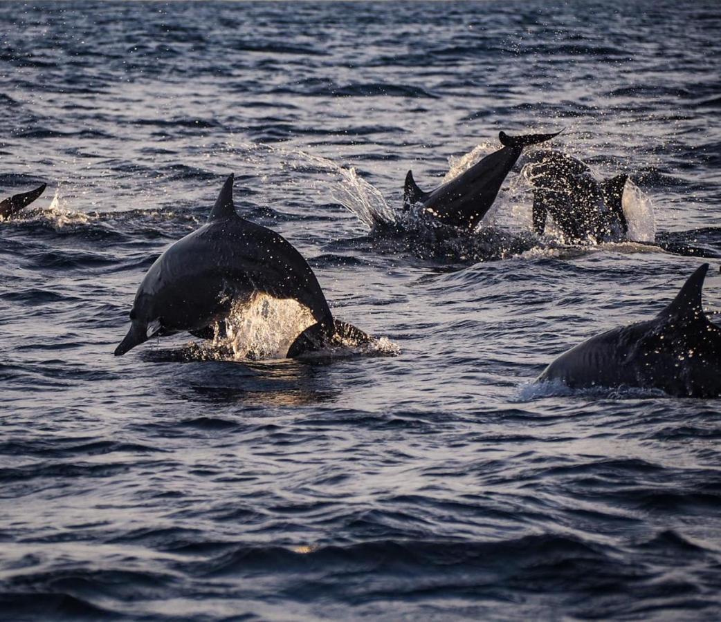 Dolphin Watching at Cottage
