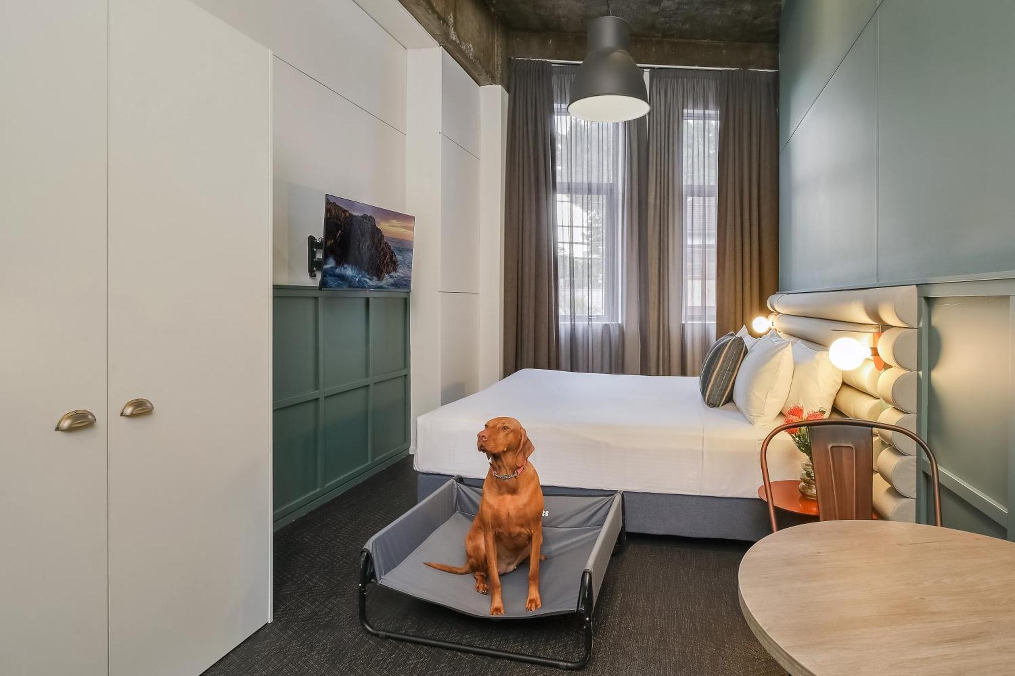 King Suite Dog Friendly additional fees apply,1498995214:JPEG