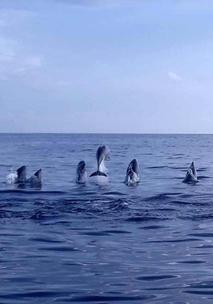 Dolphin Watching at Cottage