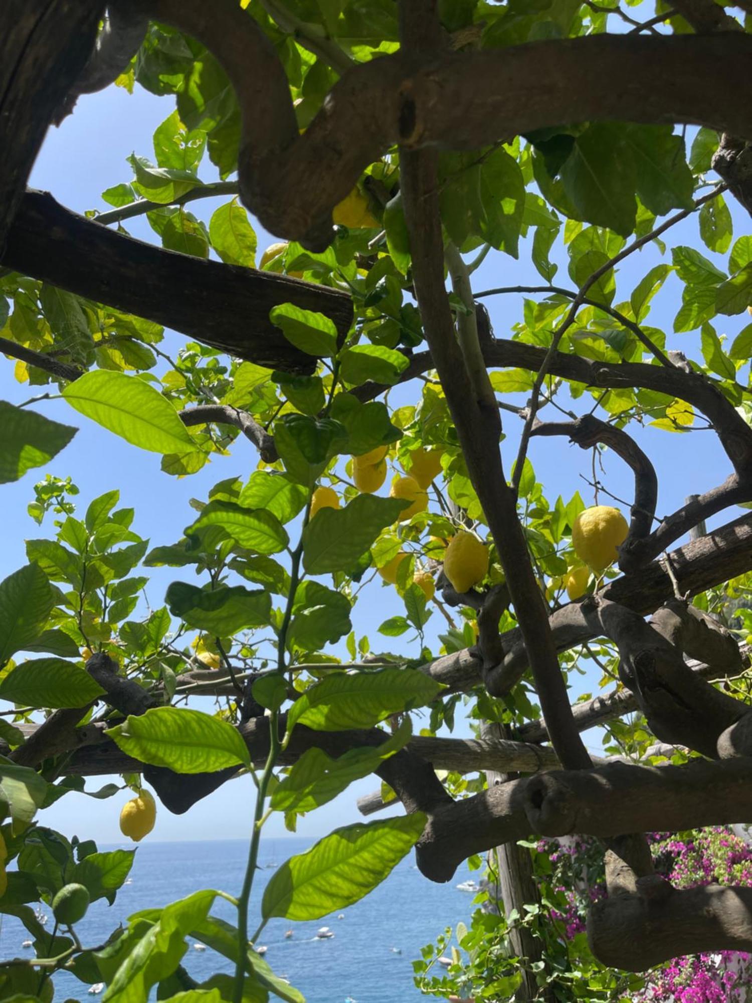Double or Twin Room Terrace