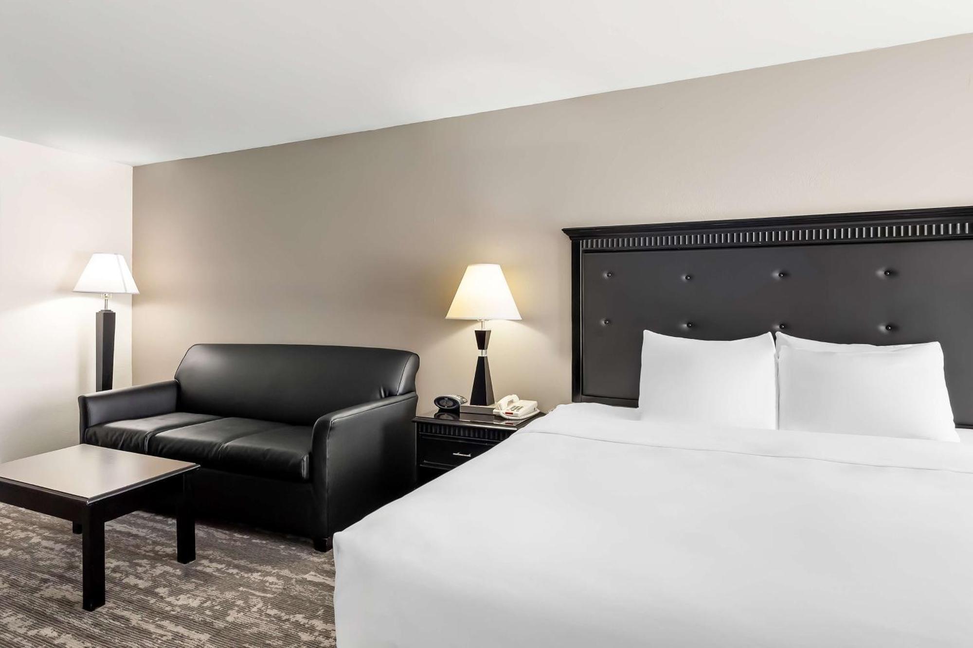 King Room Sofa Bed Pet Friendly