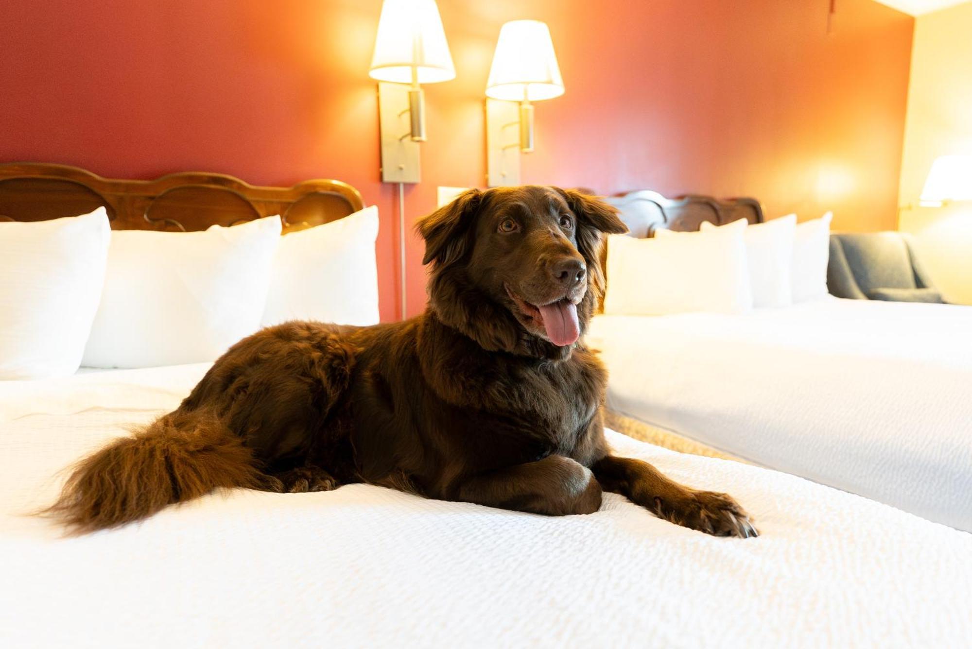 Two Queen | Pet-Friendly | Patio
