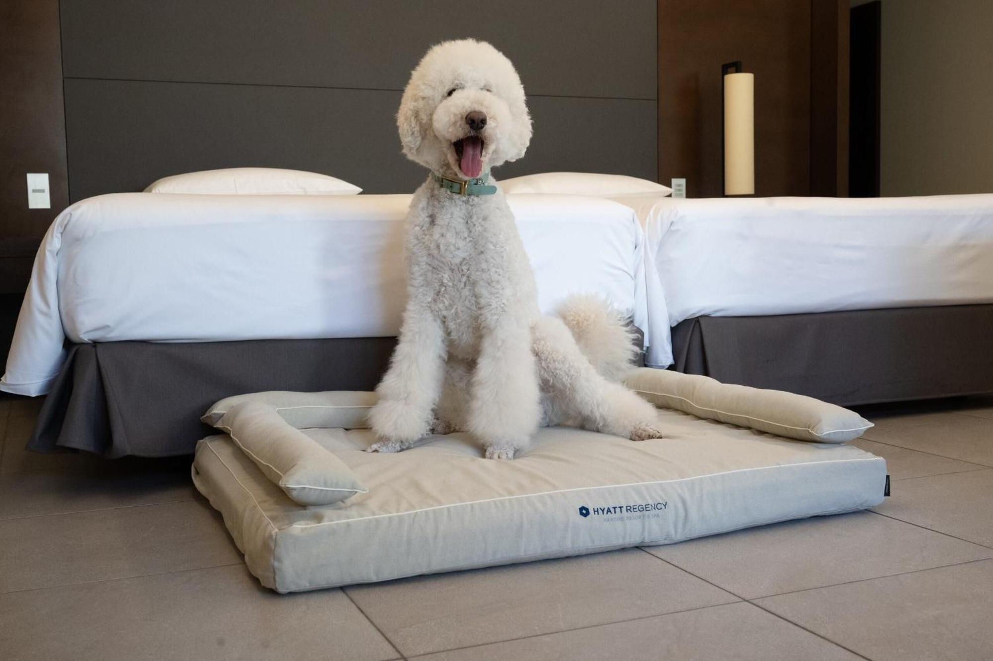 Deluxe Twin Room Dog Friendly