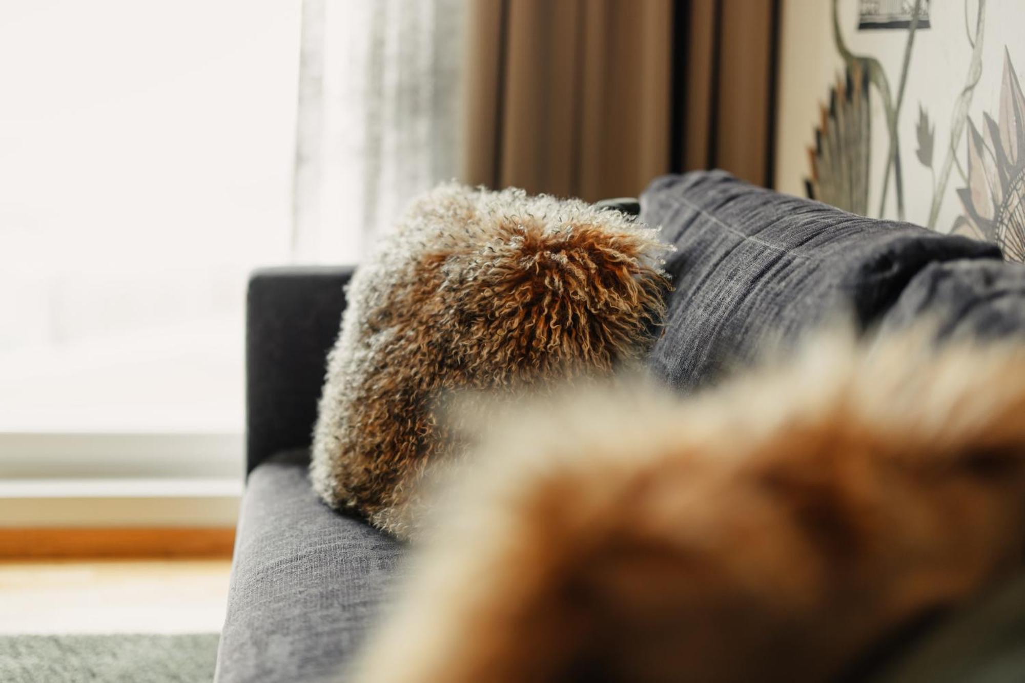 Junior King Suite