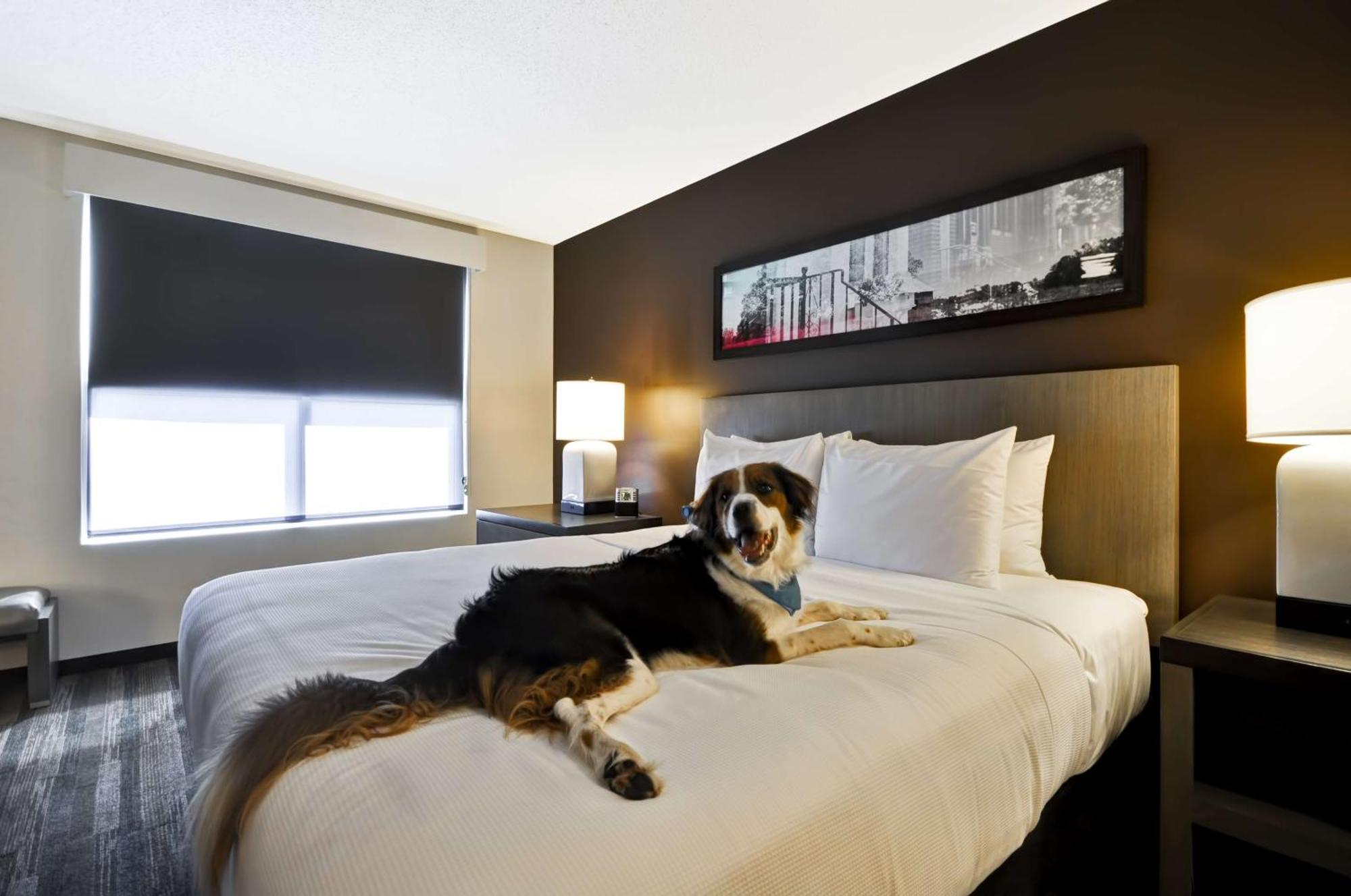 One-Bedroom King Suite