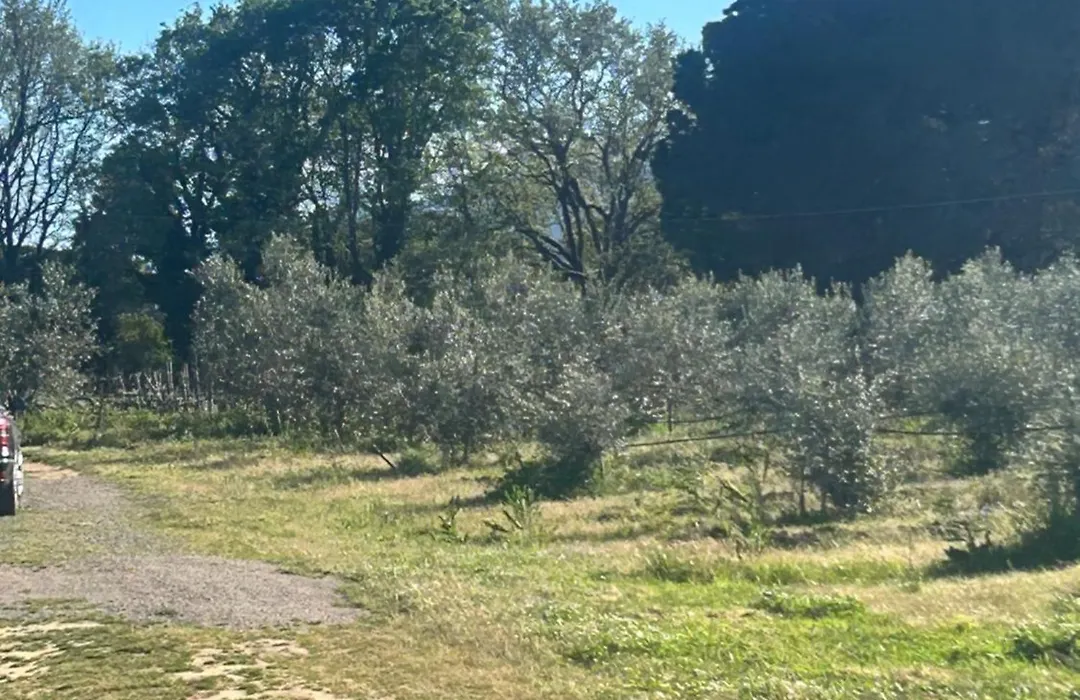 Camera Graziosa-1