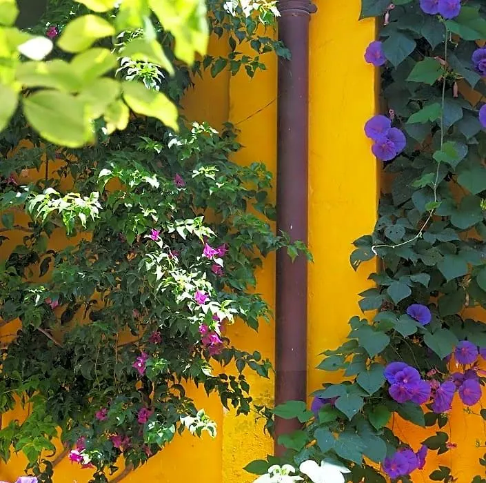 La maison jaune-1