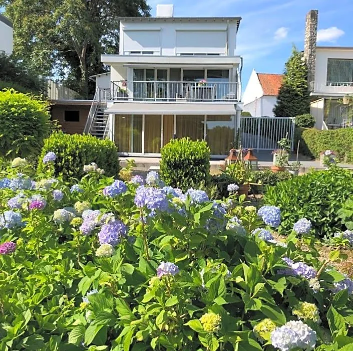 B&B Rose-1