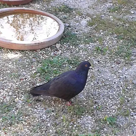 B&B Le Clos des Cigales-3