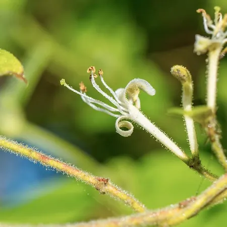 The Wild Seeds-3