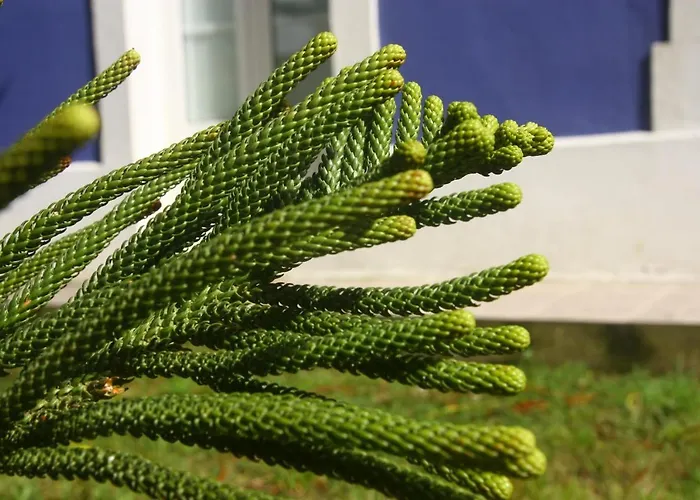 Hotel Gastronómico Araucaria