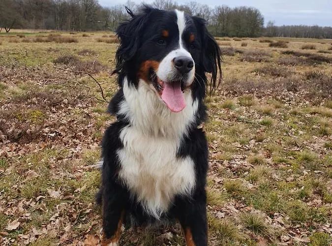 Studio in rietgedekte boerderij, geheel privé, hond vriendelijk Westerbork