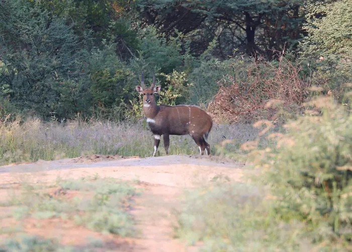 Ngangane Lodge & Reserve