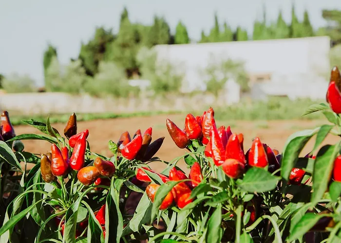 Masseria L'Uliveto Agri Resort Otranto