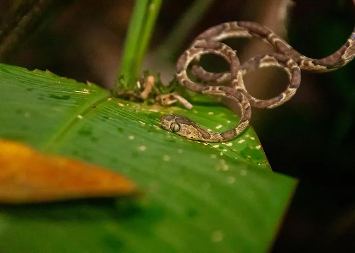 Los Amigos Jungle Hotel Tortuguero
