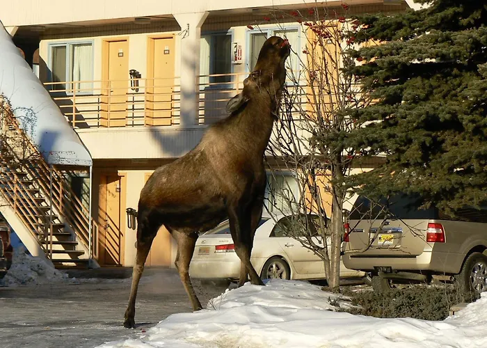 Puffin Inn Anchorage