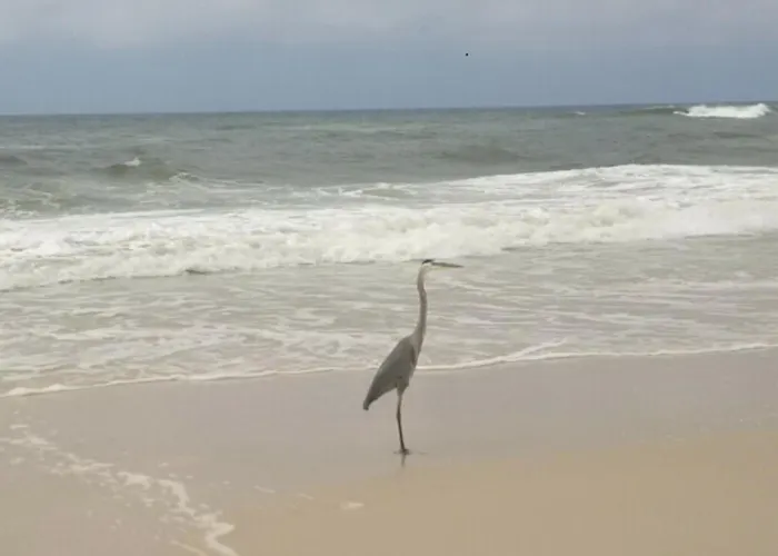 Bill'S At Gulf Shores