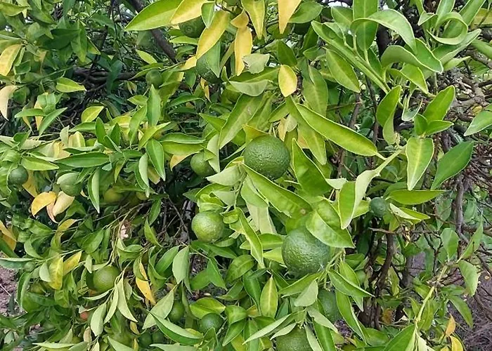 Quinta Penedo Das Antas Sertã