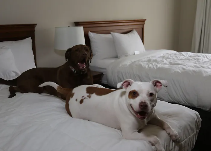 Scotrun Hotels