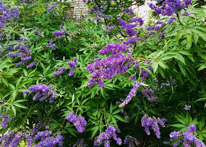 Luther Ogden Inn Cape May