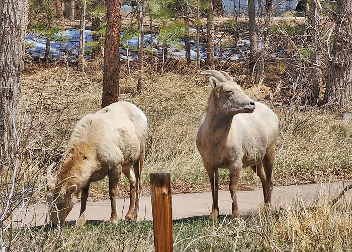 Nicky'S Resort Estes Park