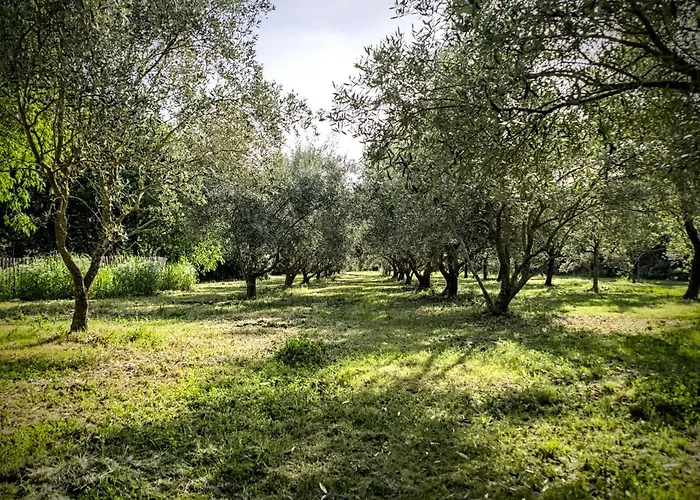Domaine de la violette