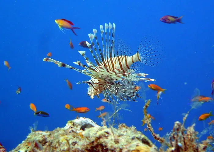 The Sultanate Laamu